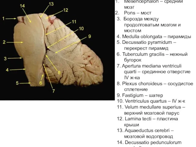 Mesencephalon – средний мозг Pons – мост 3. Борозда между продолговатым мозгом