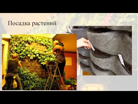 Посадка растений