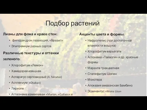 Подбор растений Лианы для фона и краев стен: филодендрон лазающий, «Бразил» Эпипремнум