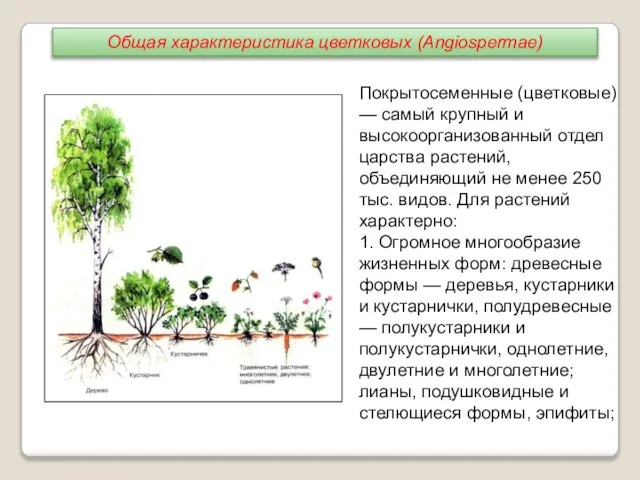 Покрытосеменные (цветковые) — самый крупный и высокоорганизованный отдел царства растений, объединяющий не