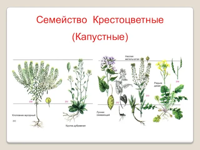 Семейство Крестоцветные (Капустные)