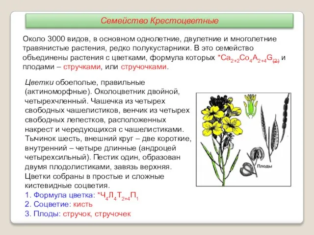 Около 3000 видов, в основном однолетние, двулетние и многолетние травянистые растения, редко