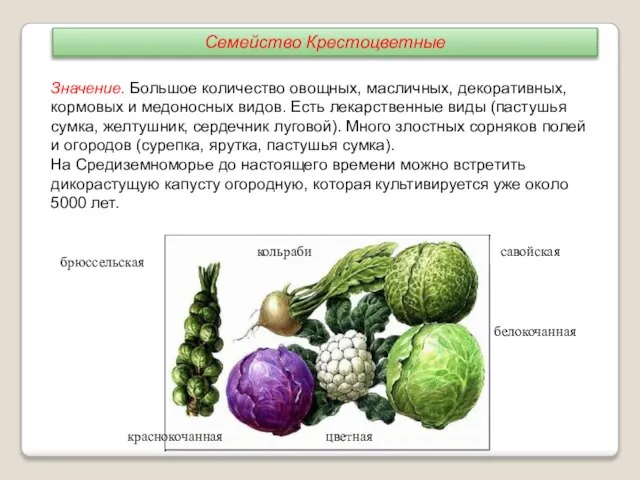 Значение. Большое количество овощных, масличных, декоративных, кормовых и медоносных видов. Есть лекарственные