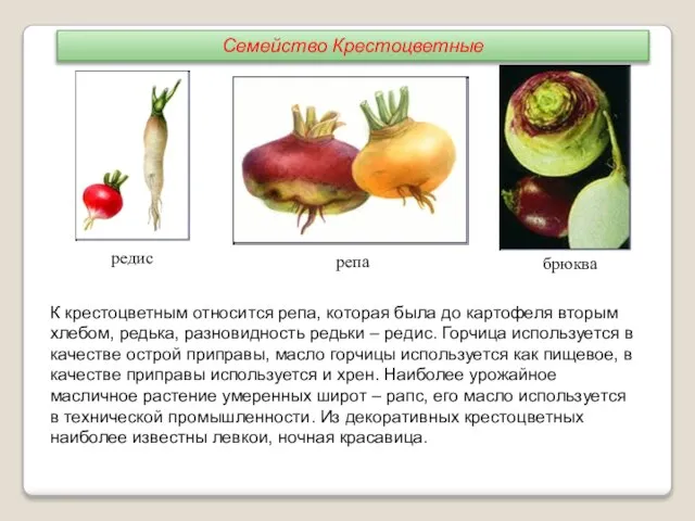 брюква репа К крестоцветным относится репа, которая была до картофеля вторым хлебом,