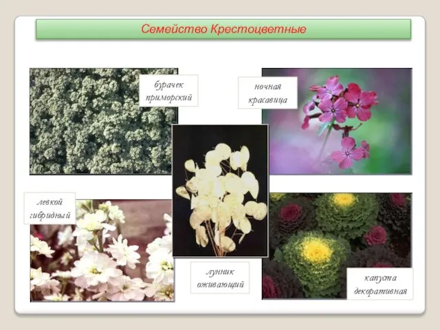 бурачек приморский лунник оживающий капуста декоративная левкой гибридный ночная красавица Семейство Крестоцветные