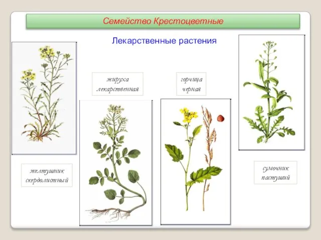 желтушник скердолистный жируха лекарственная горчица черная сумочник пастуший Лекарственные растения Семейство Крестоцветные