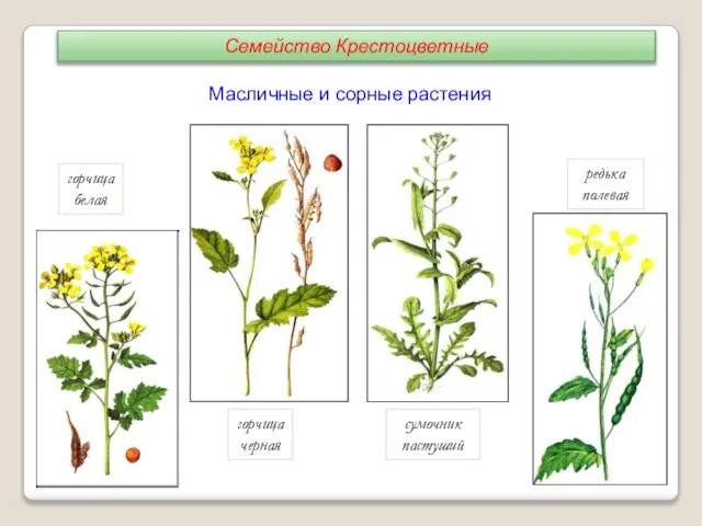 сумочник пастуший горчица черная горчица белая редька полевая Масличные и сорные растения Семейство Крестоцветные