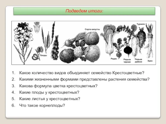 Какое количество видов объединяет семейство Крестоцветные? Какими жизненными формами представлены растения семейства?