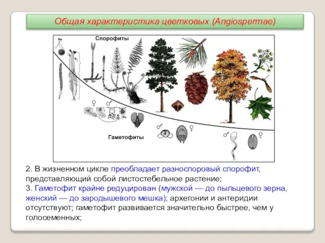 2. В жизненном цикле преобладает разноспоровый спорофит, представляющий собой листостебельное растение; 3.