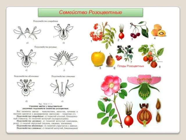 Семейство Розоцветные