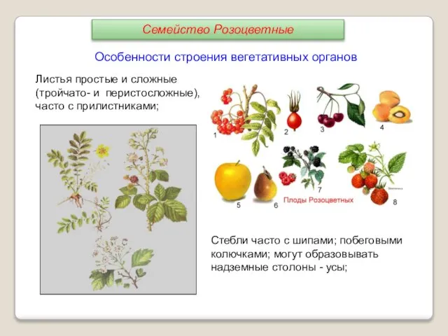 Листья простые и сложные (тройчато- и перистосложные), часто с прилистниками; Стебли часто