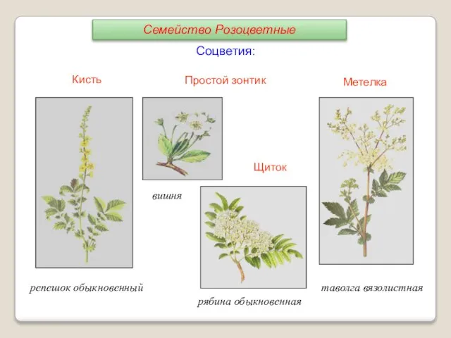 Соцветия: Кисть Простой зонтик Щиток Метелка репешок обыкновенный вишня рябина обыкновенная таволга вязолистная Семейство Розоцветные