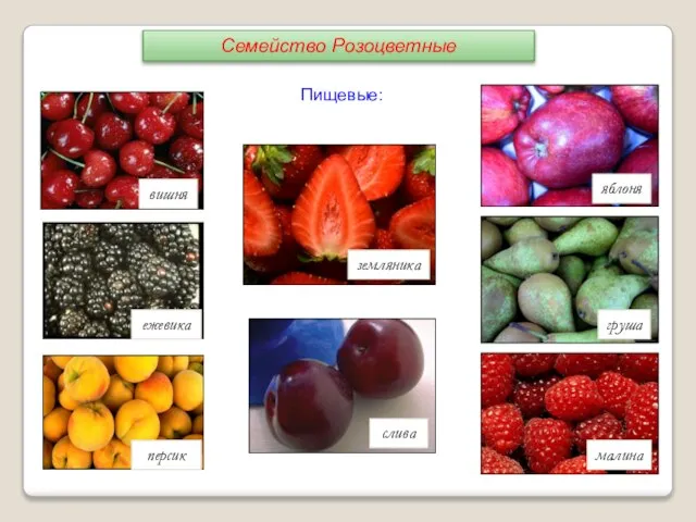 Пищевые: вишня ежевика персик слива яблоня груша малина земляника Семейство Розоцветные