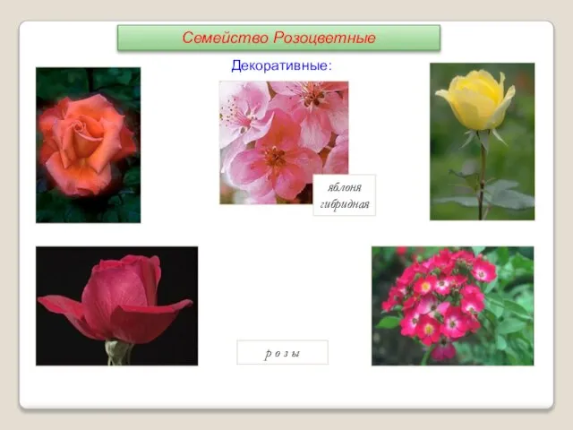 р о з ы яблоня гибридная Декоративные: Семейство Розоцветные