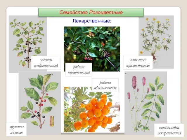 жестер слабительный крушина ломкая лапчатка прямостоячая кровохлебка лекарственная рябина черноплодная рябина обыкновенная Лекарственные: Семейство Розоцветные
