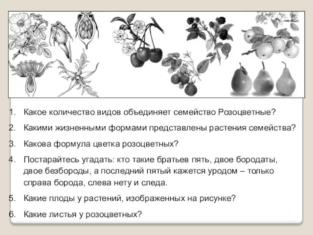 Какое количество видов объединяет семейство Розоцветные? Какими жизненными формами представлены растения семейства?