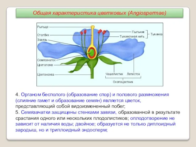 4. Органом бесполого (образование спор) и полового размножения (слияние гамет и образование