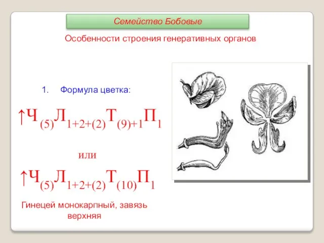 Формула цветка: ↑Ч (5)Л1+2+(2)Т(9)+1П1 или ↑Ч(5)Л1+2+(2)Т(10)П1 Особенности строения генеративных органов Гинецей монокарпный, завязь верхняя Семейство Бобовые