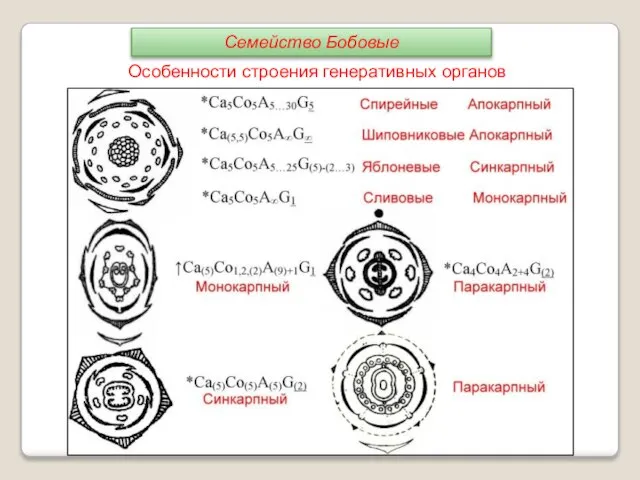 Особенности строения генеративных органов Семейство Бобовые