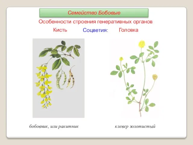 Соцветия: Кисть Головка бобовник, или ракитник клевер золотистый Особенности строения генеративных органов Семейство Бобовые