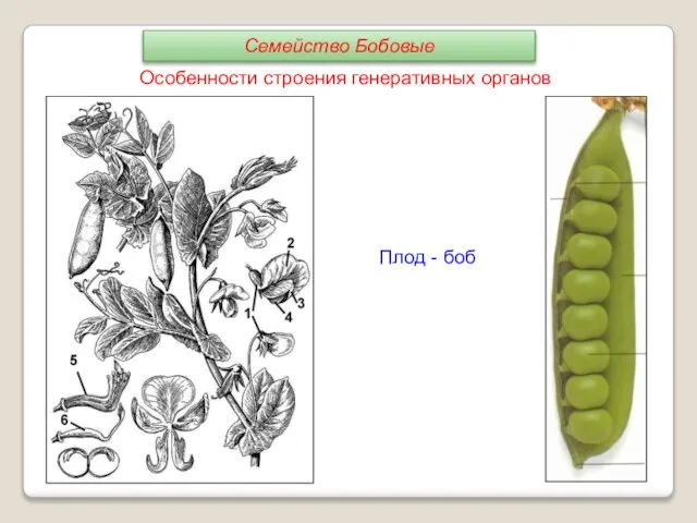 Плод - боб Особенности строения генеративных органов Семейство Бобовые