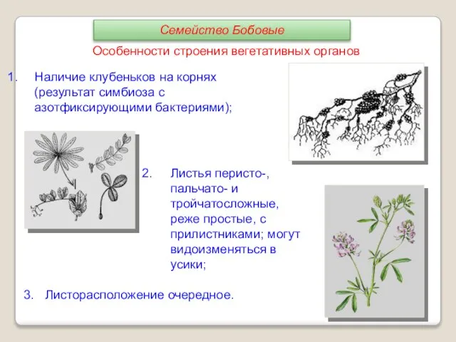 Особенности строения вегетативных органов Наличие клубеньков на корнях (результат симбиоза с азотфиксирующими