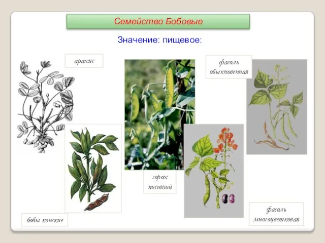 фасоль обыкновенная горох посевной арахис фасоль многоцветковая бобы конские Значение: пищевое: Семейство Бобовые