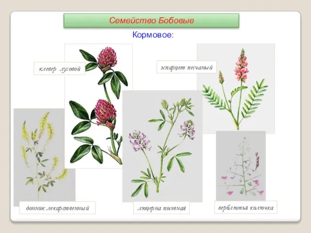 донник лекарственный клевер луговой люцерна посевная эспарцет песчаный верблюжья колючка Кормовое: Семейство Бобовые