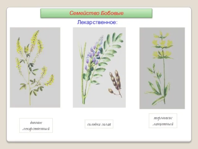 солодка голая термопсис ланцетный донник лекарственный Лекарственное: Семейство Бобовые
