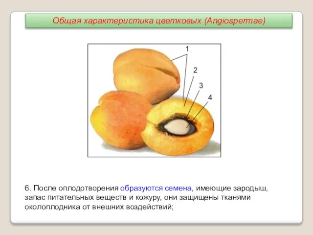 6. После оплодотворения образуются семена, имеющие зародыш, запас питательных веществ и кожуру,