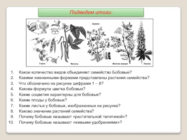 Какое количество видов объединяет семейство Бобовые? Какими жизненными формами представлены растения семейства?
