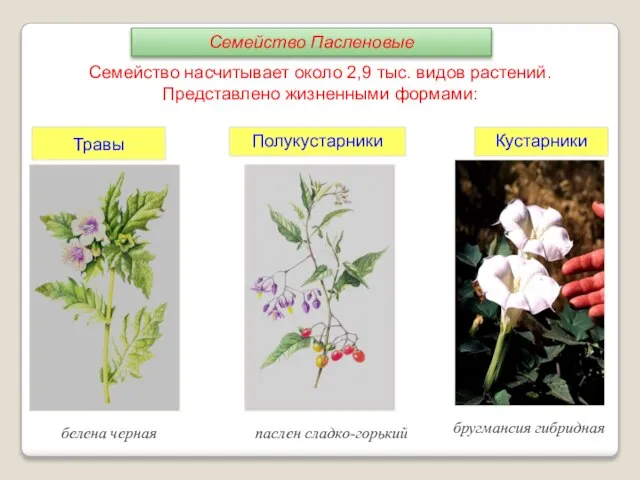 Семейство насчитывает около 2,9 тыс. видов растений. Представлено жизненными формами: Травы Полукустарники