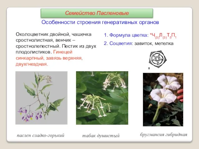 1. Формула цветка: *Ч(5)Л(5)Т5П1 2. Соцветия: завиток, метелка паслен сладко-горький табак душистый