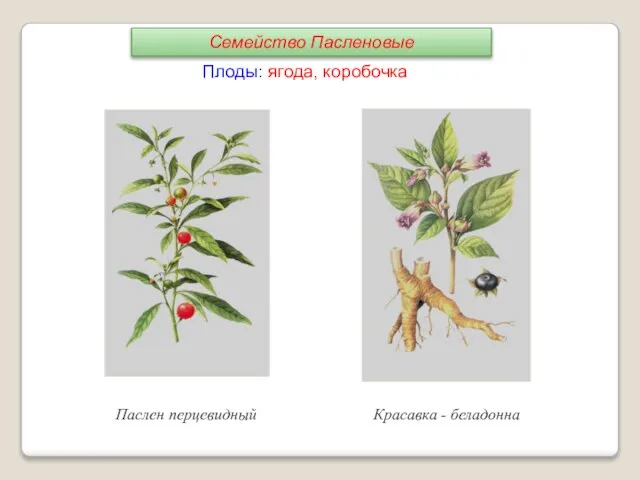 Плоды: ягода, коробочка Паслен перцевидный Красавка - беладонна Семейство Пасленовые