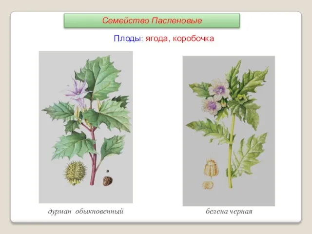 Плоды: ягода, коробочка белена черная дурман обыкновенный Семейство Пасленовые