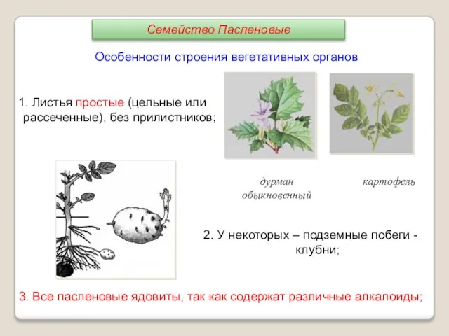 1. Листья простые (цельные или рассеченные), без прилистников; 2. У некоторых –