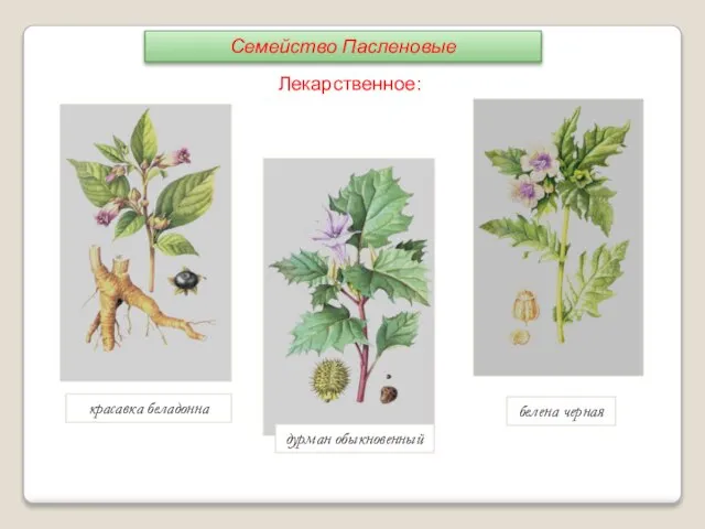 Лекарственное: красавка беладонна дурман обыкновенный белена черная Семейство Пасленовые