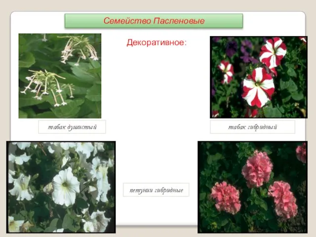 табак душистый табак гибридный петунии гибридные Декоративное: Семейство Пасленовые