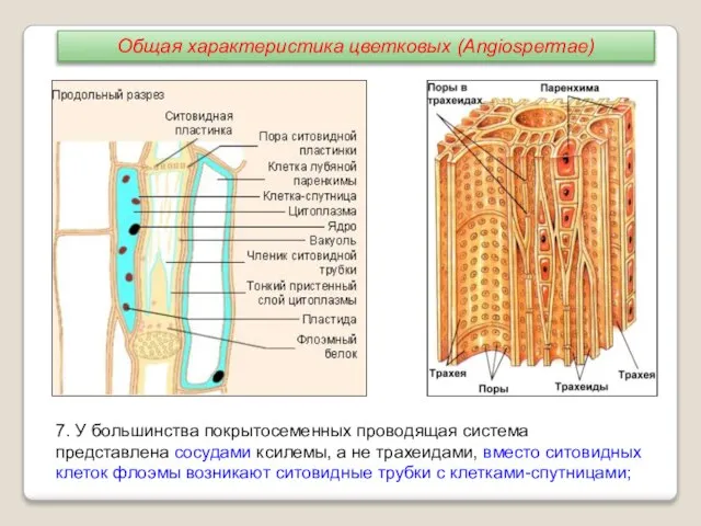 7. У большинства покрытосеменных проводящая система представлена сосудами ксилемы, а не трахеидами,