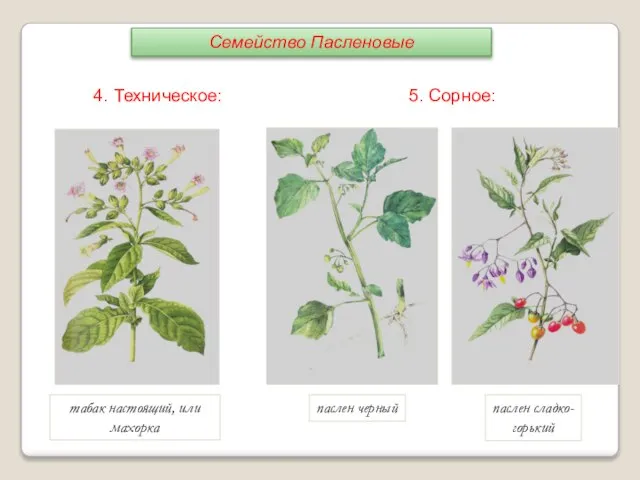 табак настоящий, или махорка паслен сладко-горький паслен черный 4. Техническое: 5. Сорное: Семейство Пасленовые