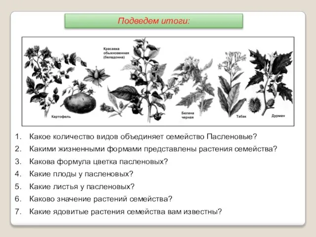 Какое количество видов объединяет семейство Пасленовые? Какими жизненными формами представлены растения семейства?