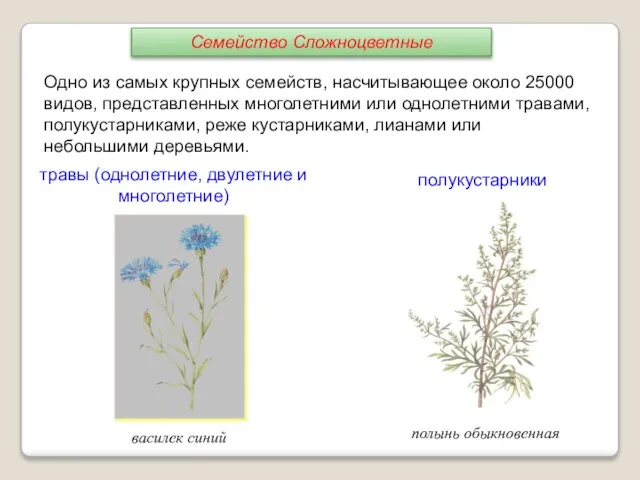 Одно из самых крупных семейств, насчитывающее около 25000 видов, представленных многолетними или