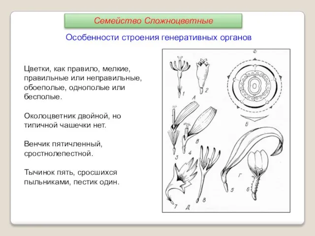 Цветки, как правило, мелкие, правильные или неправильные, обоеполые, однополые или бесполые. Околоцветник