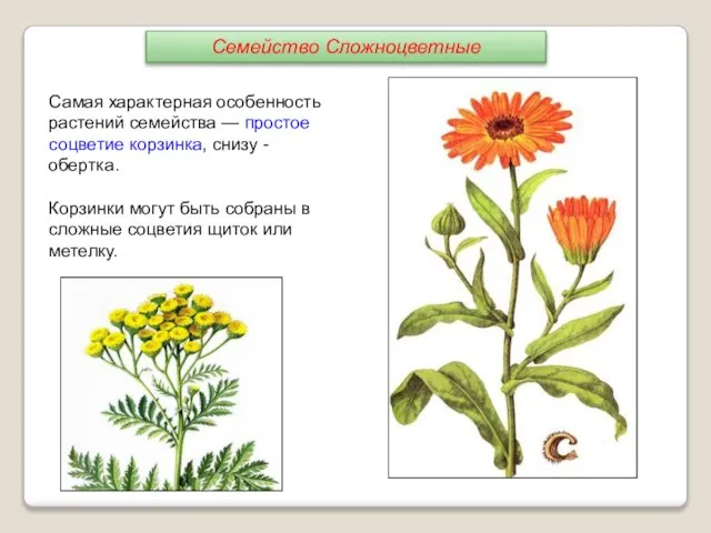 Самая характерная особенность растений семейства — простое соцветие корзинка, снизу - обертка.