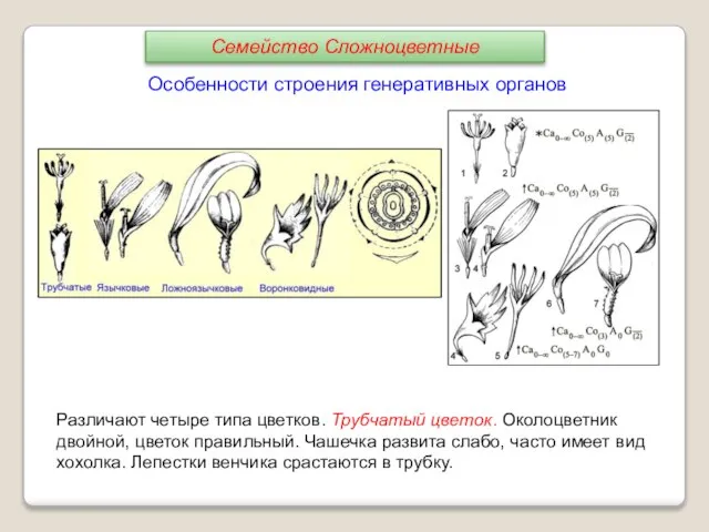 Особенности строения генеративных органов Различают четыре типа цветков. Трубчатый цветок. Околоцветник двойной,