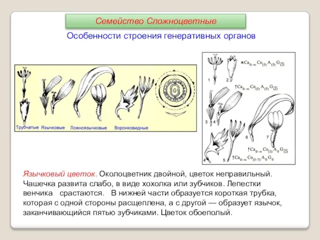 Особенности строения генеративных органов Язычковый цветок. Околоцветник двойной, цветок неправильный. Чашечка развита