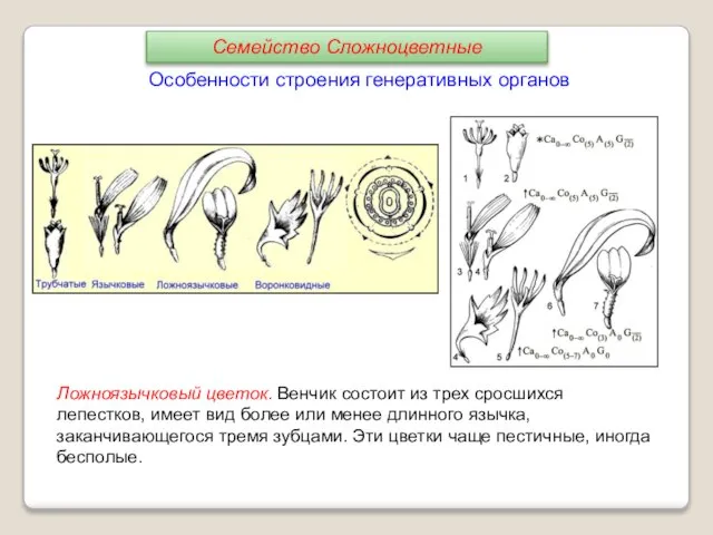 Ложноязычковый цветок. Венчик состоит из трех сросшихся лепестков, имеет вид более или