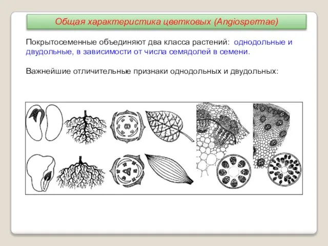 Покрытосеменные объединяют два класса растений: однодольные и двудольные, в зависимости от числа