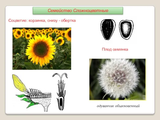Плод семянка подсолнечник одуванчик обыкновенный Соцветие: корзинка, снизу - обертка Семейство Сложноцветные