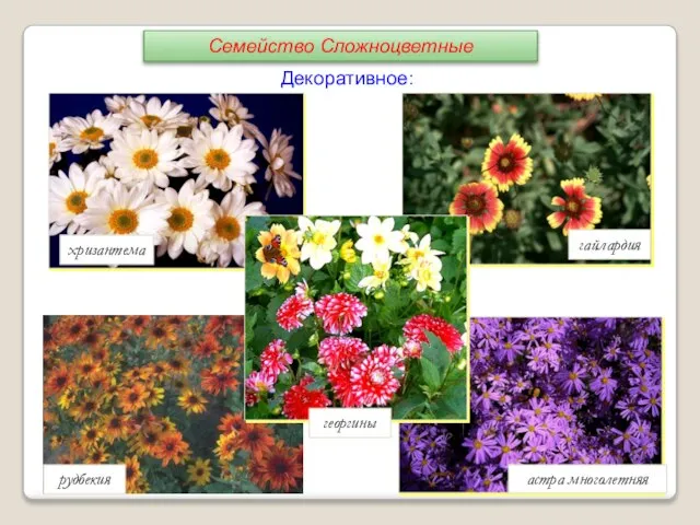 Декоративное: хризантема рудбекия георгины гайлардия астра многолетняя Семейство Сложноцветные